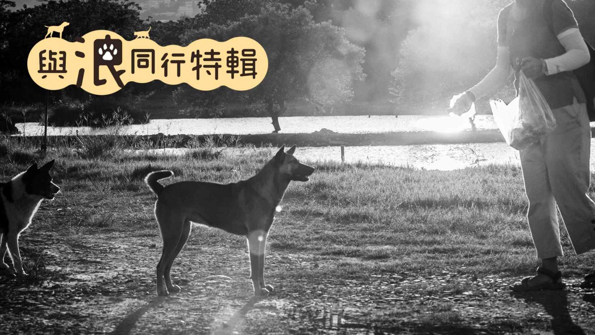城市中不是只有人類，還有許多不同的動物共同生活，「浪犬」因為天生的動物習性嘗受到人類的敵意跟傷害，我們更要學會與彼此友善互動。（圖片／動平會提供、沈怡帆攝）