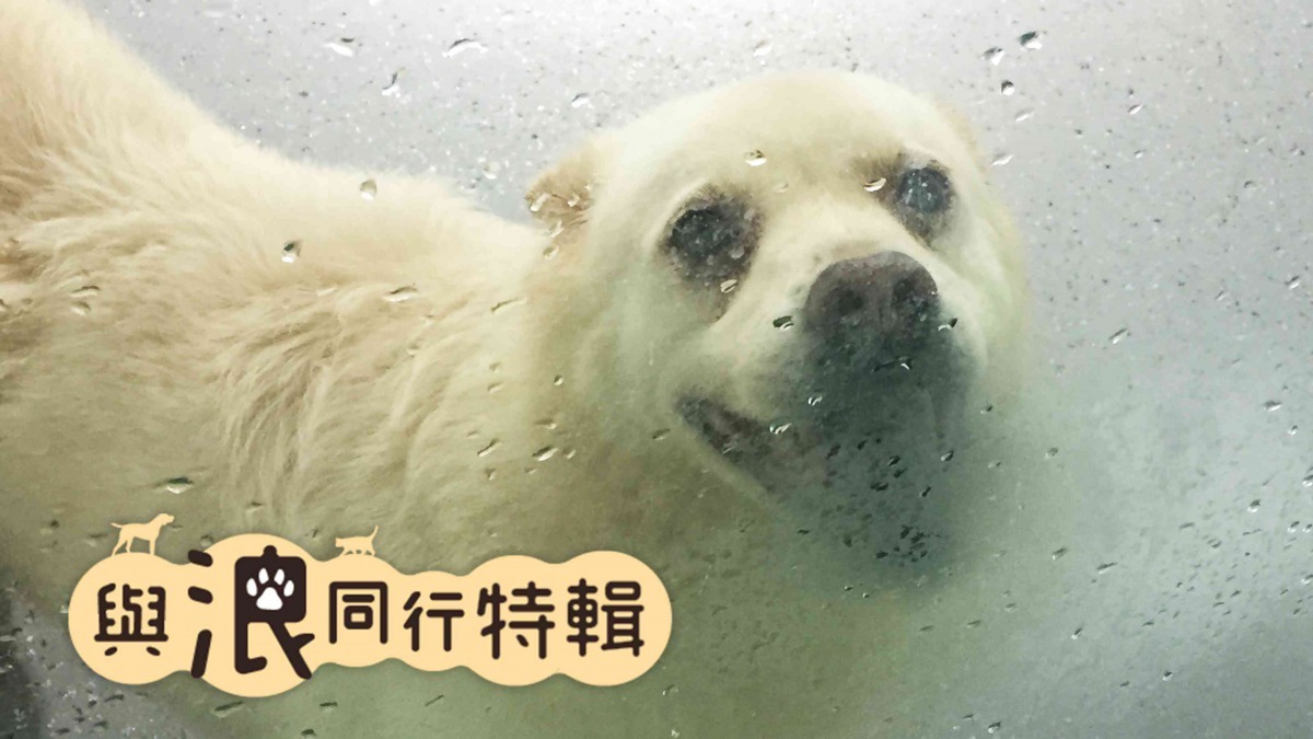 在《十二夜條款》上路，收容所零撲殺之後，被收容的動物們到底面對的是什麼處境？是不死，但是關一輩子嗎？（圖片／白宜君攝）