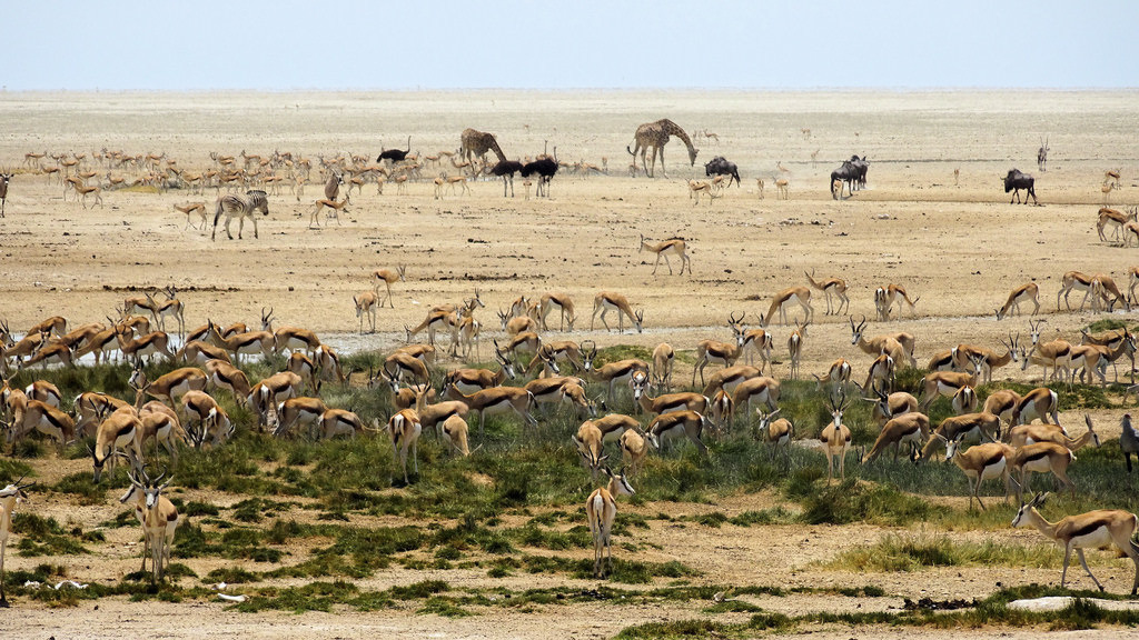 納米比亞野地。圖片來源:Keith Roper(CC BY 2.0)