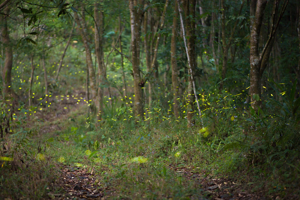 那瑪夏成群的黑翅螢。攝影：廖士睿