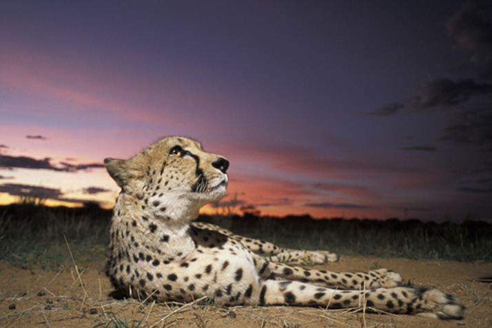 獵豹處境岌岌可危。照片來源:獵豹基金會。