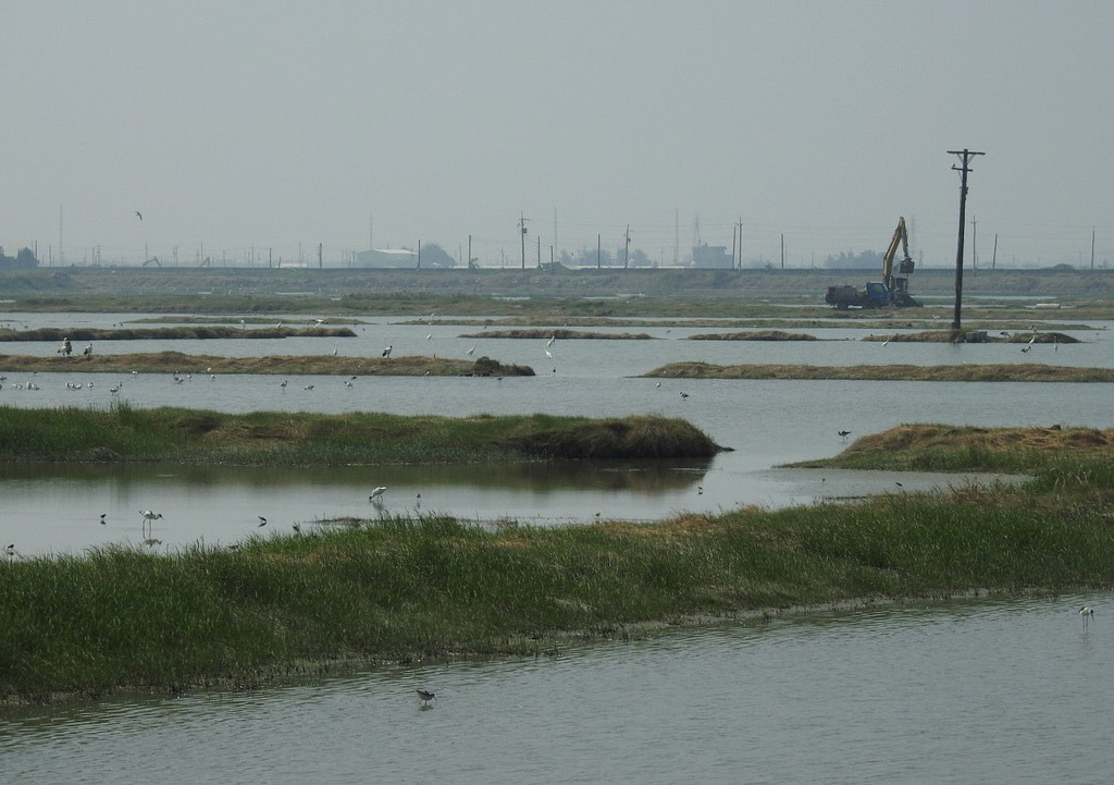嘉義布袋鹽田光電施工,對鳥況的影響還有待觀察。資料照片,蔡鵑如攝。
