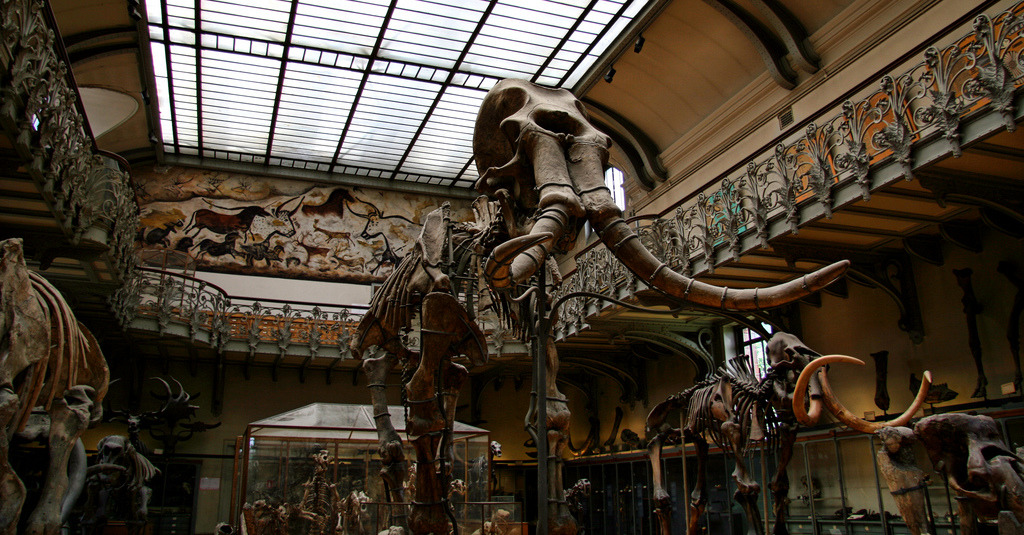 長毛象示意圖。圖片來源:Cody(CC BY 2.0)