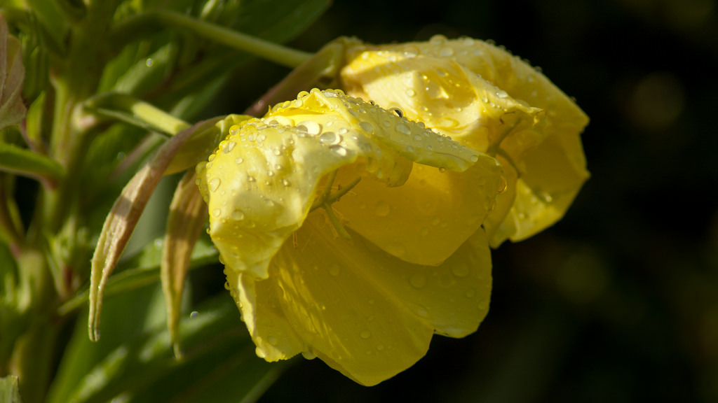 哈德尼的研究發現，月見草不只「聽」得到聲音，他們還能區分出頻率的不同。 Photo: Dave Gunn