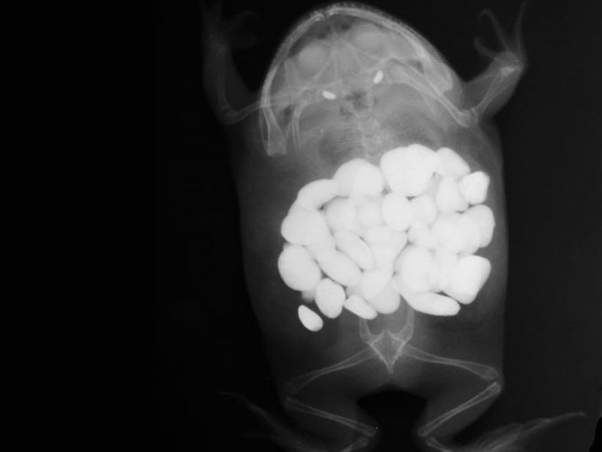 來自德州「Paws & Claws」動物醫院的梅索尼耶（Shawn Messonnier）獸醫成為是次比賽冠軍，他表示早前為一隻青蛙照X光時，發現牠胃中出現多達30粒顆石頭，主人後來才驚覺愛寵竟把籠內用作裝飾的石頭全部吞下！（資料圖片）