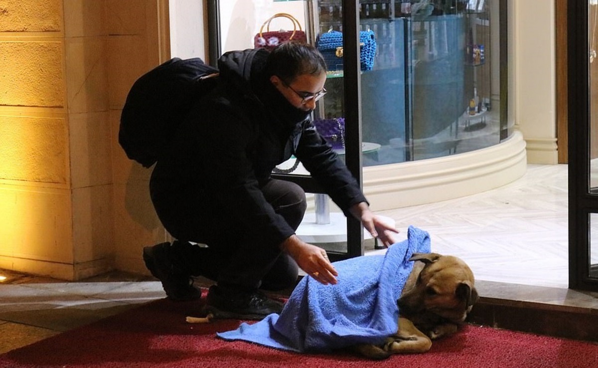 暖男牙醫為狗狗蓋毛毯。（Daily Mail圖片）