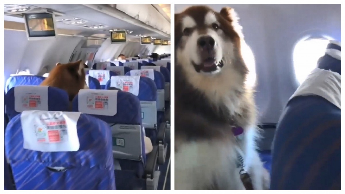 與哈士奇犬一起坐飛機的經歷。（Massimo Ceccarelli@facebook）