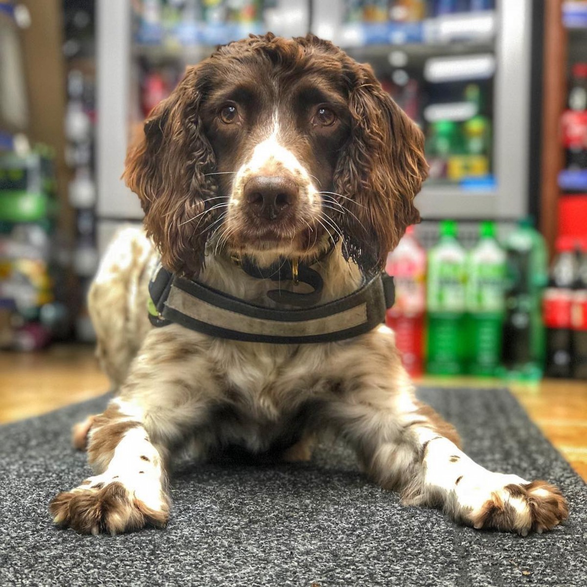 Scamp可謂是身價最高的緝毒犬。（IG@bwyk9）