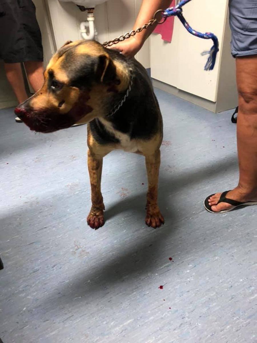 狗狗被送到獸醫處時，還能站立，但其實早已身負重傷。（Tahwyn Breneger@facebook）