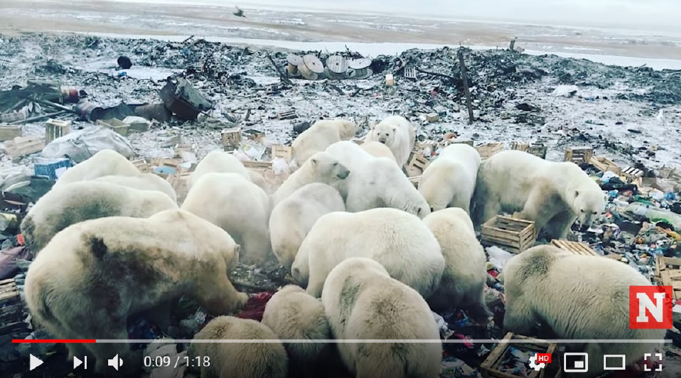 大批北極熊聚在一起翻找人類的垃圾吃，這樣的場景最近出現在俄國新地島。 Photo: Newsweek