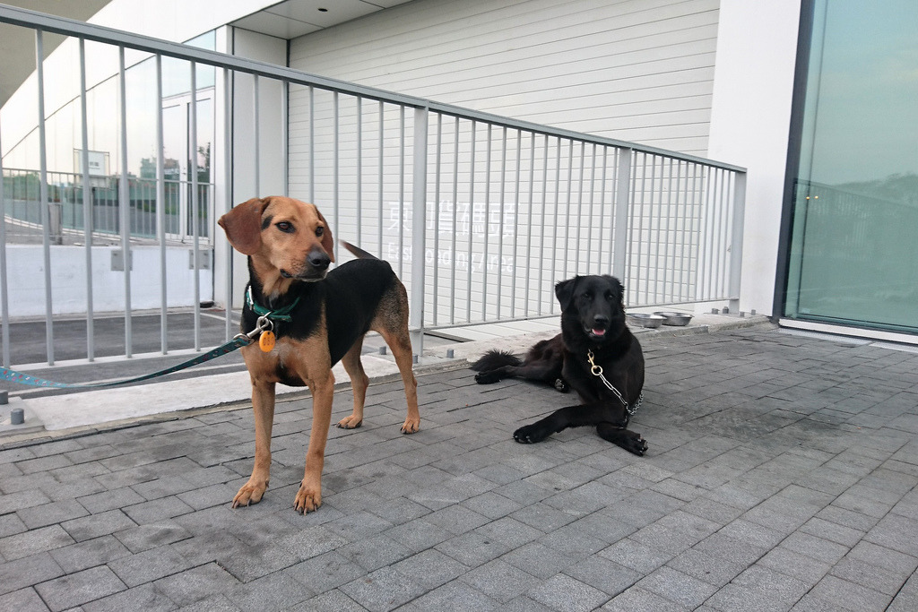 為推廣領養，高市動保處媒介收容所犬隻到學校機關等，擔任巡邏犬或動保教育大使。攝影：李育琴
