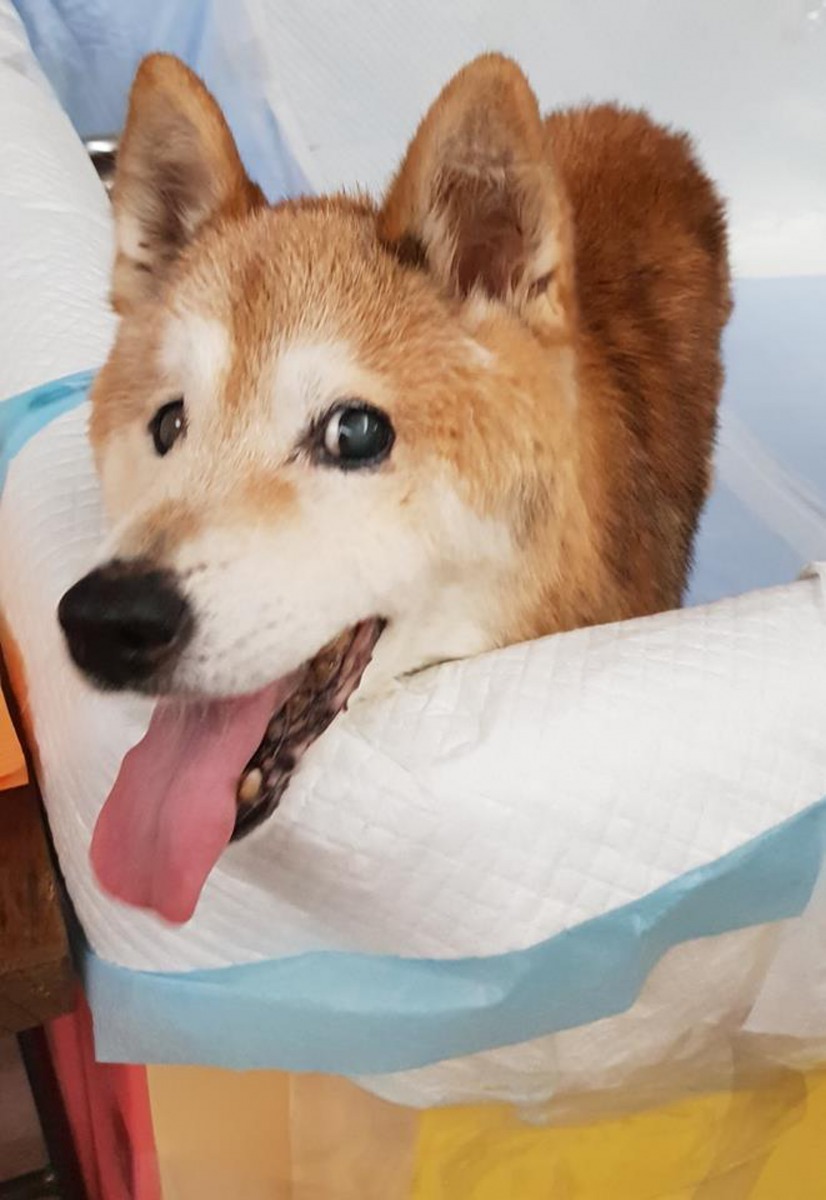 黃子佼愛犬「元氣」在去年12月正式年滿18歲。（Instagram@mickey1972330）