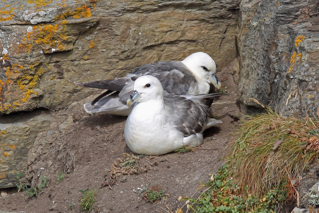 暴風鸌生活在距離人類聚落遠達100多英里的海灣。圖片來源:Stephen Temple(CC BY-SA 2.0)
