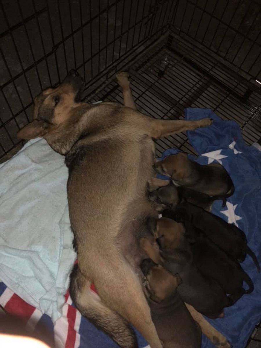 一隻母狗遭車輛撞斷腿倒在地上動彈不得,但牠為了讓孩子得到溫飽,仍選擇忍痛躺在路邊,為9隻幼犬哺乳。(FB@鄭又瑋)