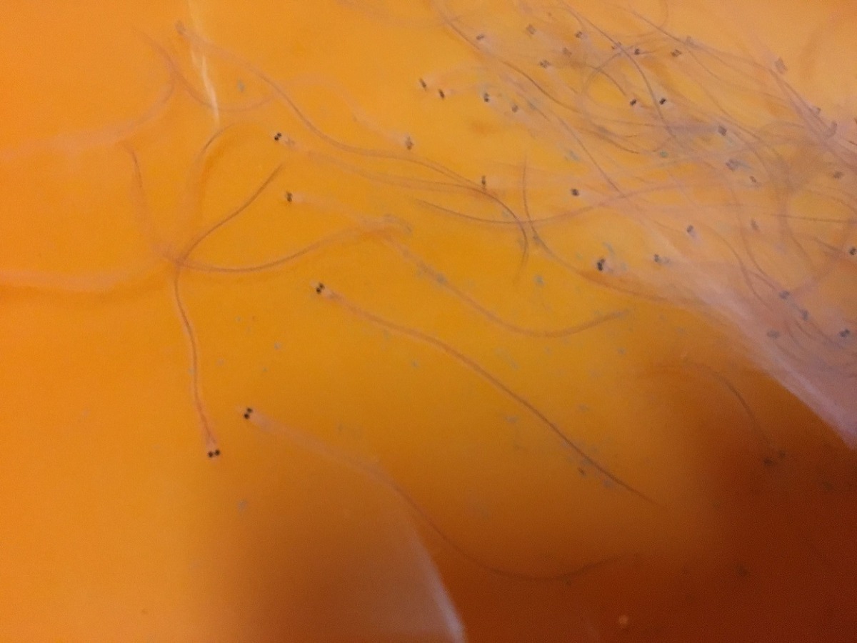 鰻苗捕撈為我國重要產業，對於鰻魚資源日漸減少，保育工作刻不容緩。新北市政府/提供