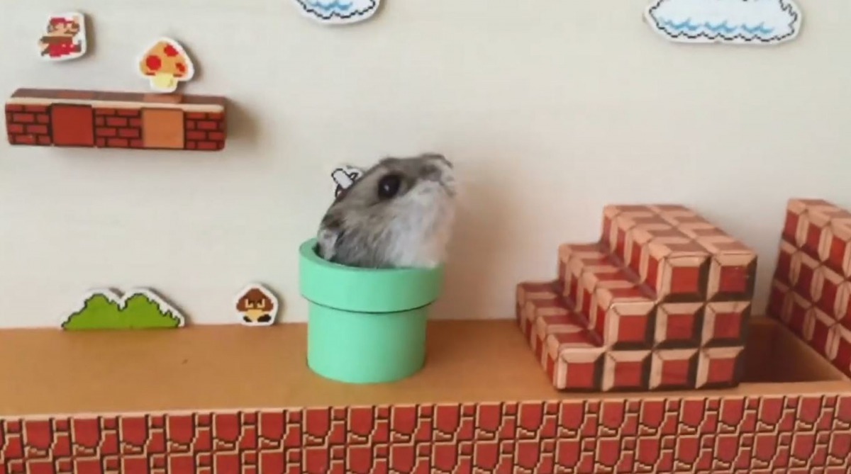 倉鼠從隧道中伸出頭來的可愛萌樣吸引了數百萬人觀看此影片。（Youtube@yutako55）