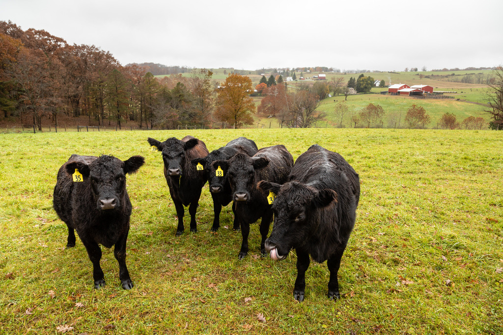 環團認為，畜牧業的飼養方式應該限於戶外草原放牧。圖片來源：Chesapeake Bay Program（CC BY-NC 2.0）