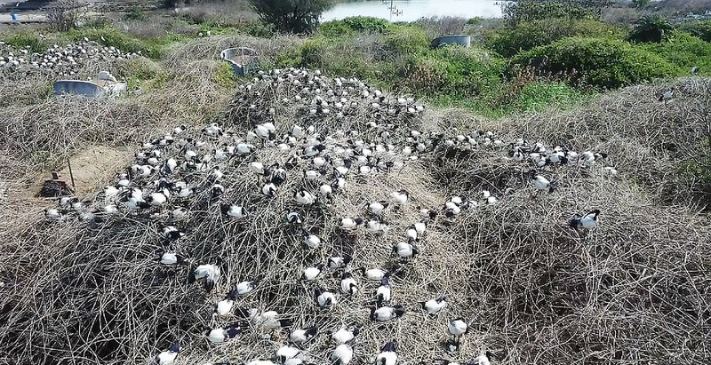 埃及聖䴉在東石築巢繁殖。郭志榮/攝