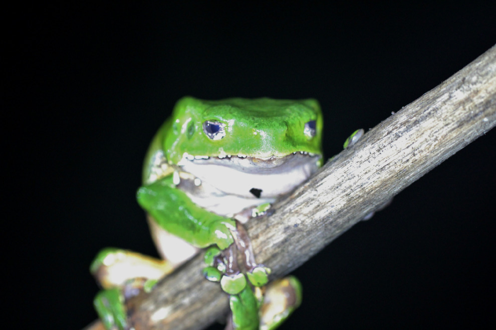 圖為黏液有鎮痛效果的雙色猴樹蛙，牠的棲息地位於亞馬遜雨林。 Photo: Wayne W G
