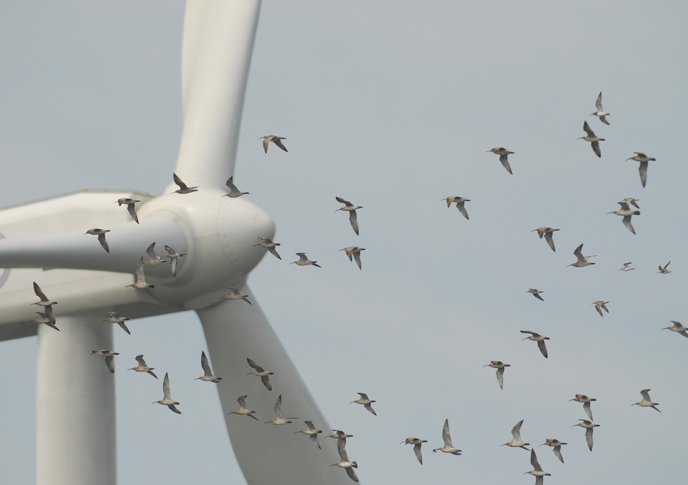 遷徙路線鄰近風機的鳥群。圖片僅供示意。圖片來源：台灣水鳥研究群 彰化海岸保育行動聯盟（CC BY-NC-SA 2.0）。