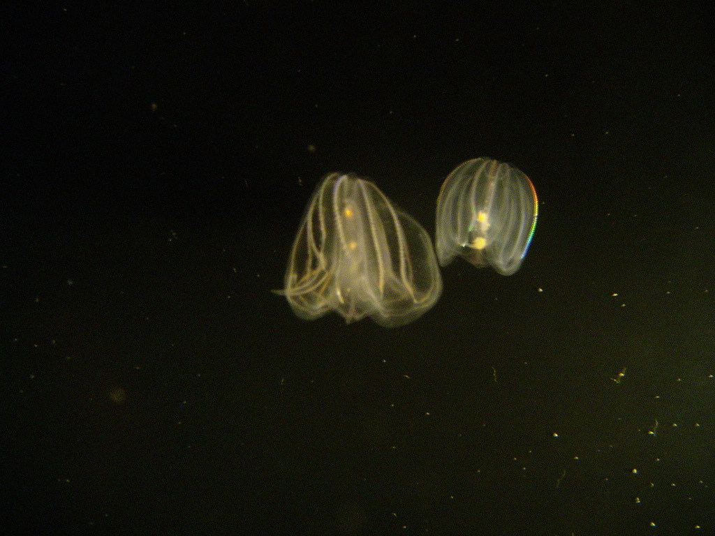 淡海櫛水母（Mnemiopsis leidyi）圖片來源：維基百科（CC BY-SA 3.0）
