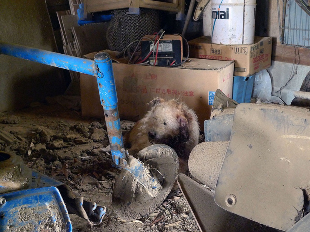 在一片狼藉的廢墟裡，忠犬仍然守護著家園，等待主人回來。（太田康介）