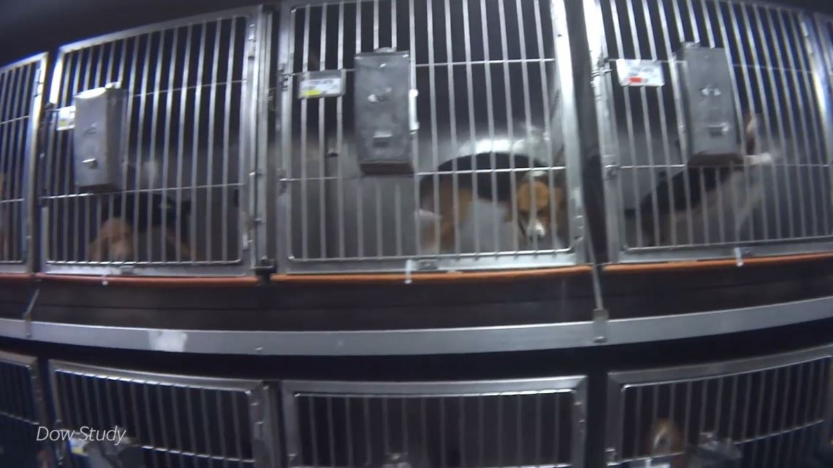36隻毫無反抗能力的米格魯，被用作做動物實驗。（FB@HSUS）