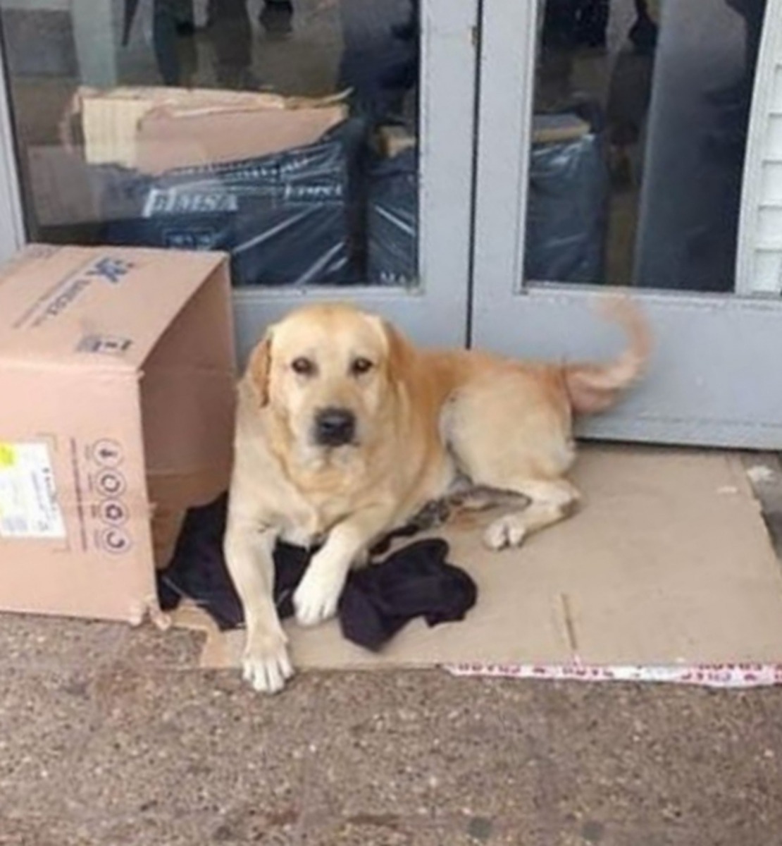 這頭忠心的拉布拉多犬在醫院門外等候一周,只為迎接主人出院。(Twitter@CEN)