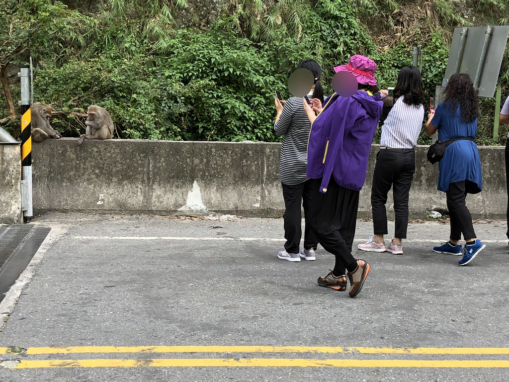登仙橋因獼猴成為景點,吸引遊客駐足拍照。攝影:廖靜蕙
