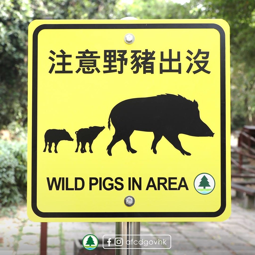 香港近年人豬衝突有加劇傾向，如何找到解決方案，成為香港政府的重大考驗。圖片來源：香港漁農自然護理署臉書。