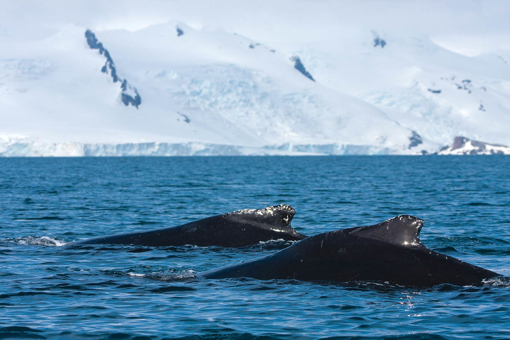 南極格林威治島（Greenwich Island）洋基灣（Yankee Harbor）外海目擊抹香鯨。圖片來源：Outward_bound（CC BY-NC-ND 2.0）
