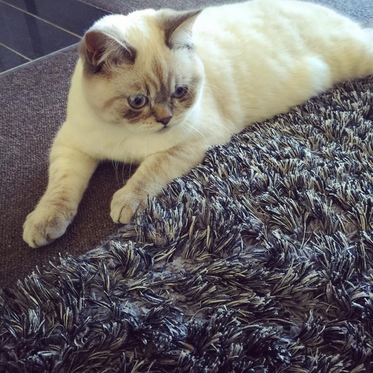 英國短毛貓Charlie上周從18樓高的住所露台跳下,大難不死。(Instagram@charliesupercat18)