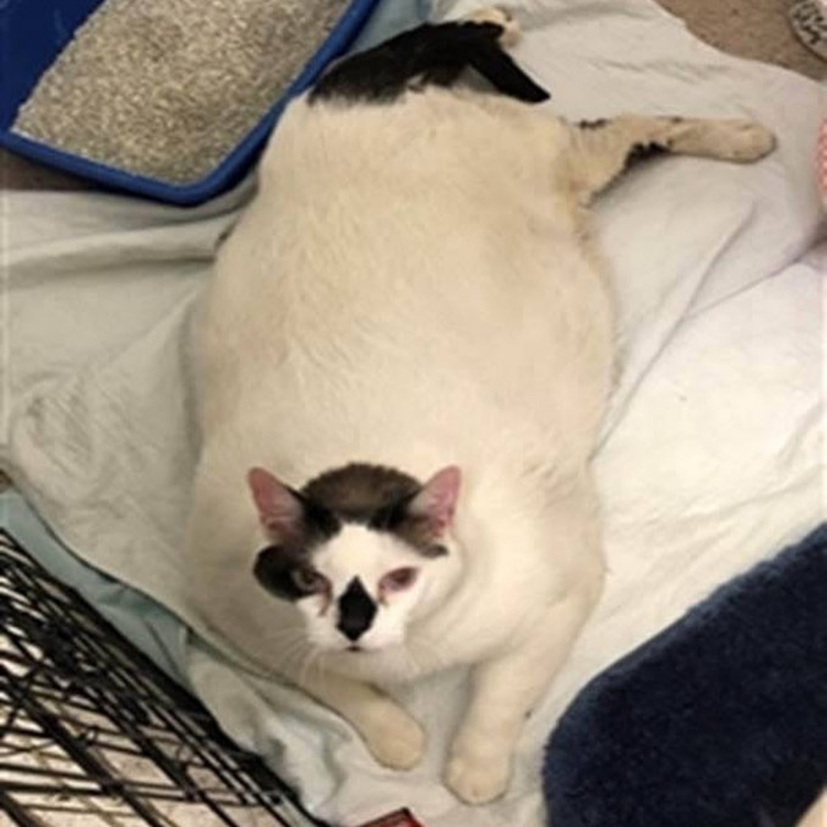 Barsik超級胖。（Instagram圖片：bigbarsik）