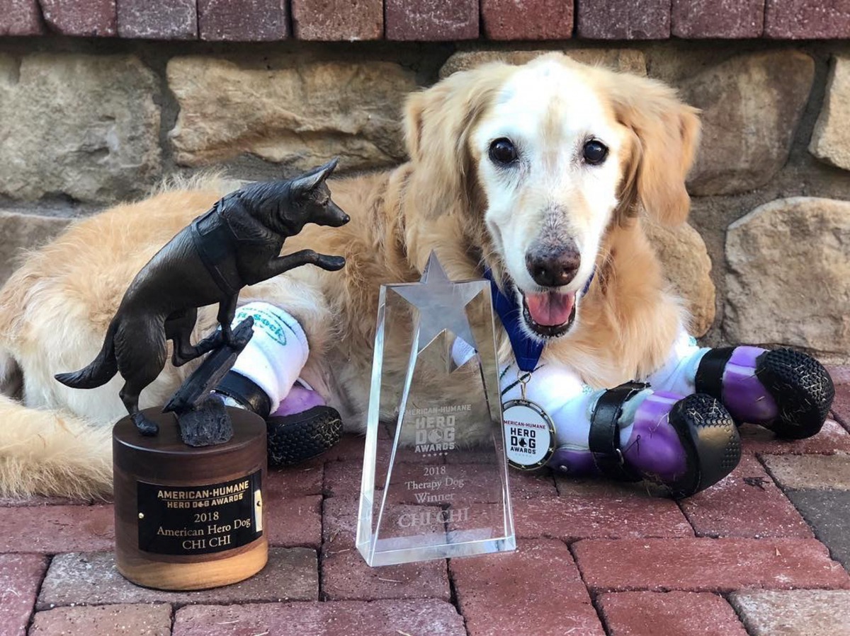 黃金獵犬Chi Chi於2018年被選為年度英雄犬。（Instagram@chichirescuedog）
