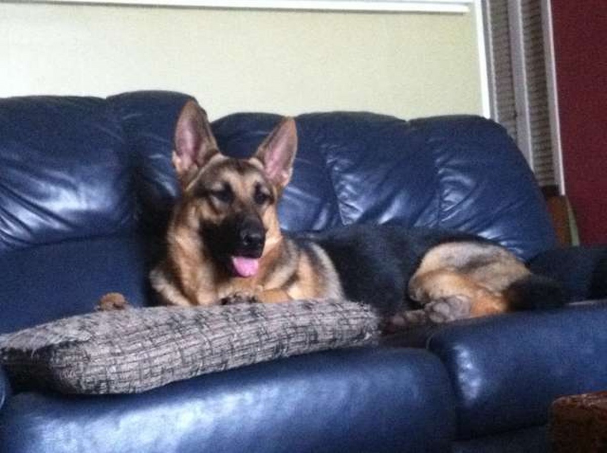 Gretchen曾經對陌生人相當警惕，但Barboza打開了牠的心扉。（Chris Cimino）