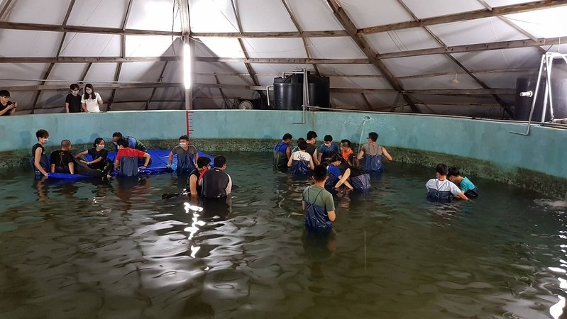 五隻救回小虎鯨安置於四草收容池。海保署提供。