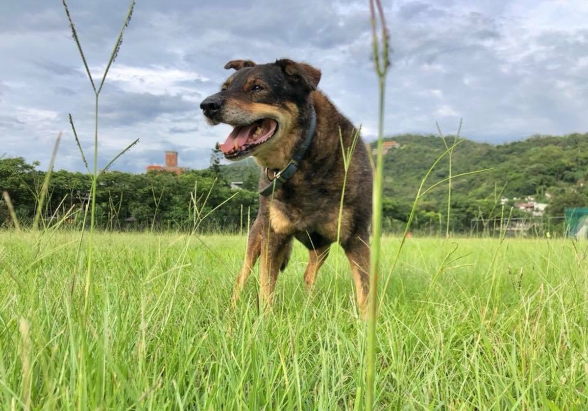 校園狗「太狼」守護大學20年。（Facebook圖片：東吳大學搖尾巴社）