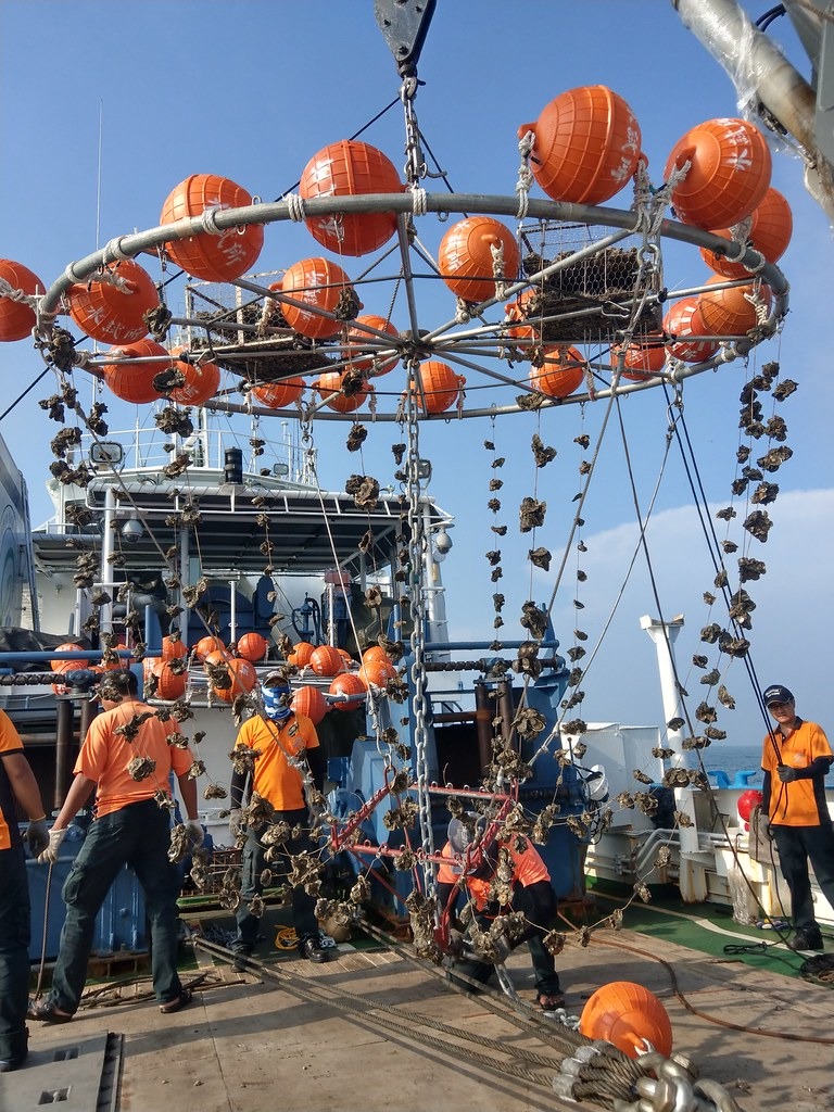 離岸牡蠣養殖試驗設施。圖片提供：水試所。