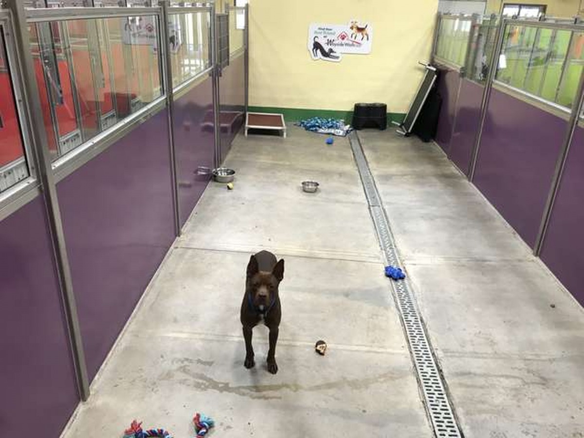 Kenny發現全部同伴都被領養者帶走了，只剩下牠孤獨地留在收容所。（Facebook@ Wayside Waifs）