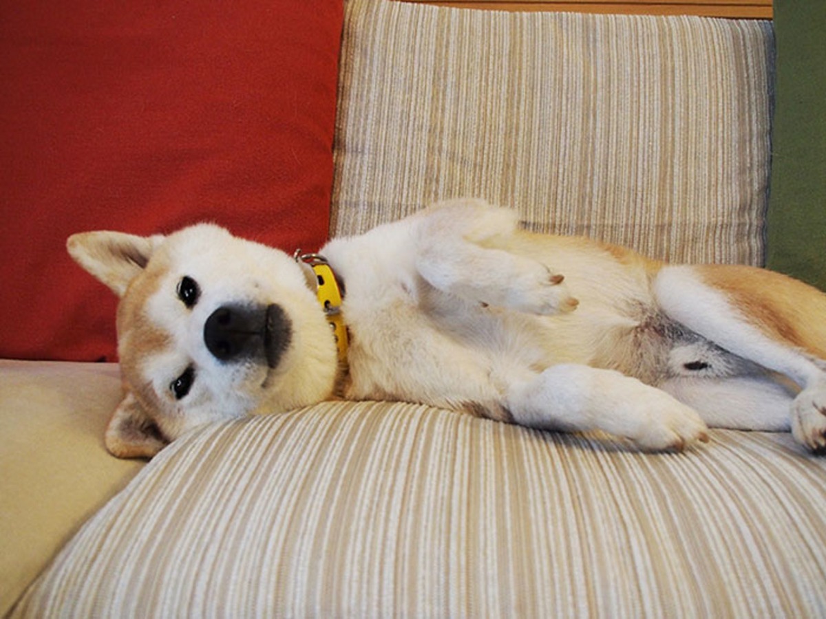 殿介今年10歲，是一位救貓能手。（資料圖片）