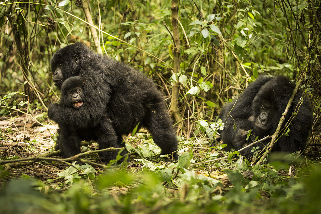 維龍加國家公園（Virunga National Park）內的山地大猩猩。圖片來源：Joseph King（CC BY-NC-ND 2.0）