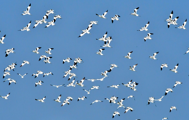 飛行中的反嘴鴴。中華鳥會提供，郭東輝攝。