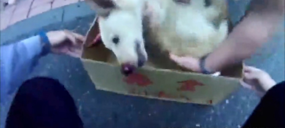 小黃受重傷，被市民與警員合力搬到電單車上。（網上截圖）