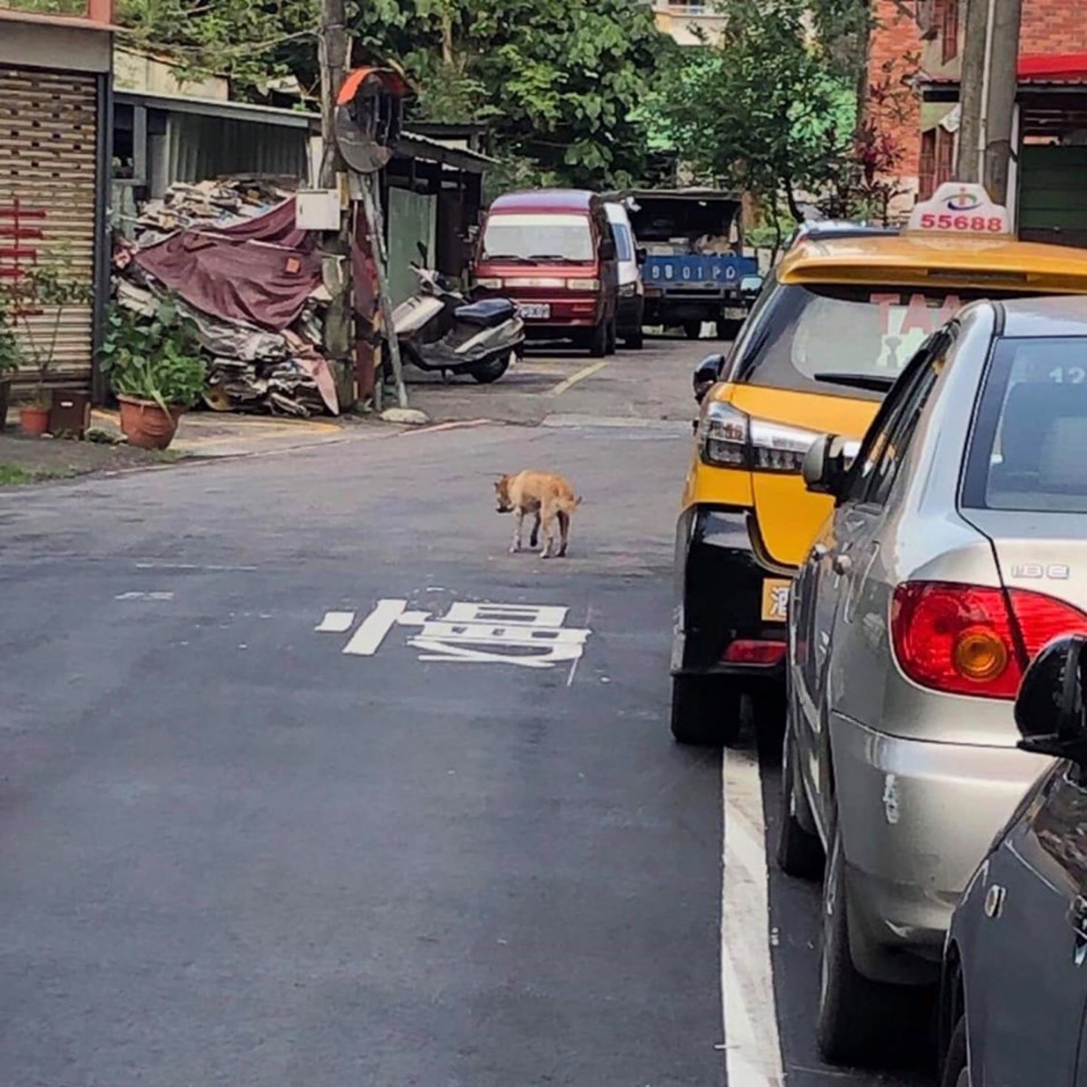 網民JL Sin在上周二看見失明柴犬「特董」獨自於馬路徘徊。（Facebook@JL Sin）