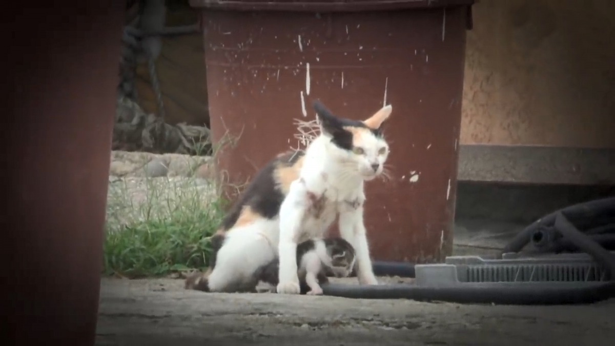 母貓的頸部被漁網纏繞,小貓亦捲纏在內。(影片截圖)
