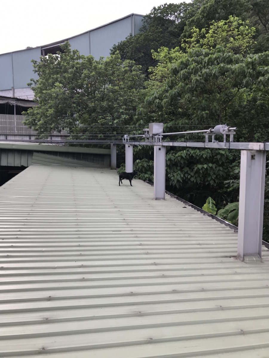 救援人員發現黑狗受困在屋頂不停徘徊。劉凱/翻攝