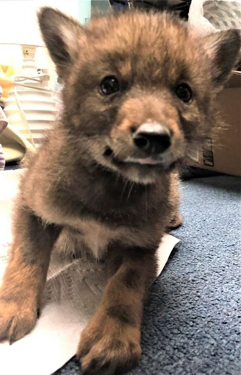我是一隻小郊狼。（facebook@Massachusetts State Police）