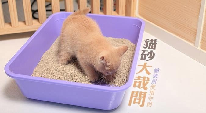 哈寵誌/提供
