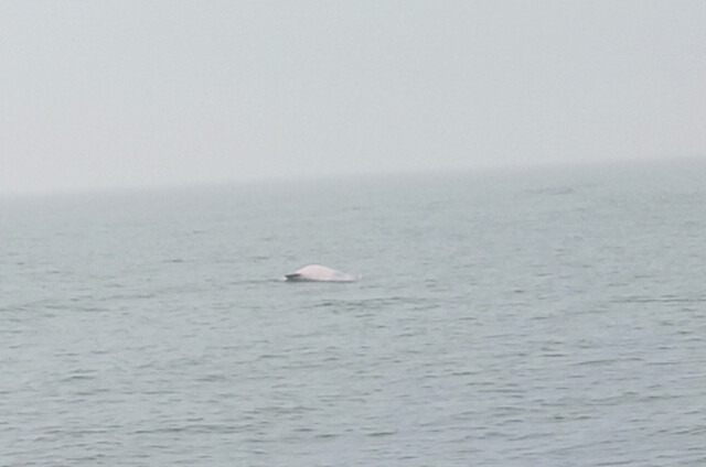 在大潭藻礁發現台灣白海豚出沒。圖片提供：搶救大潭藻礁行動聯盟、蠻野心足生態協會