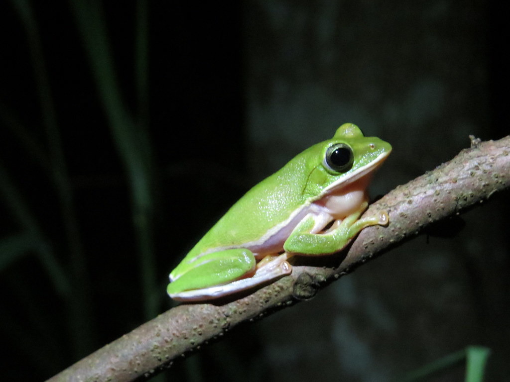 2019年諸羅樹蛙大調查，一個晚上三個縣市（雲嘉嘉）共數出4098隻諸羅樹蛙。攝影：張國政